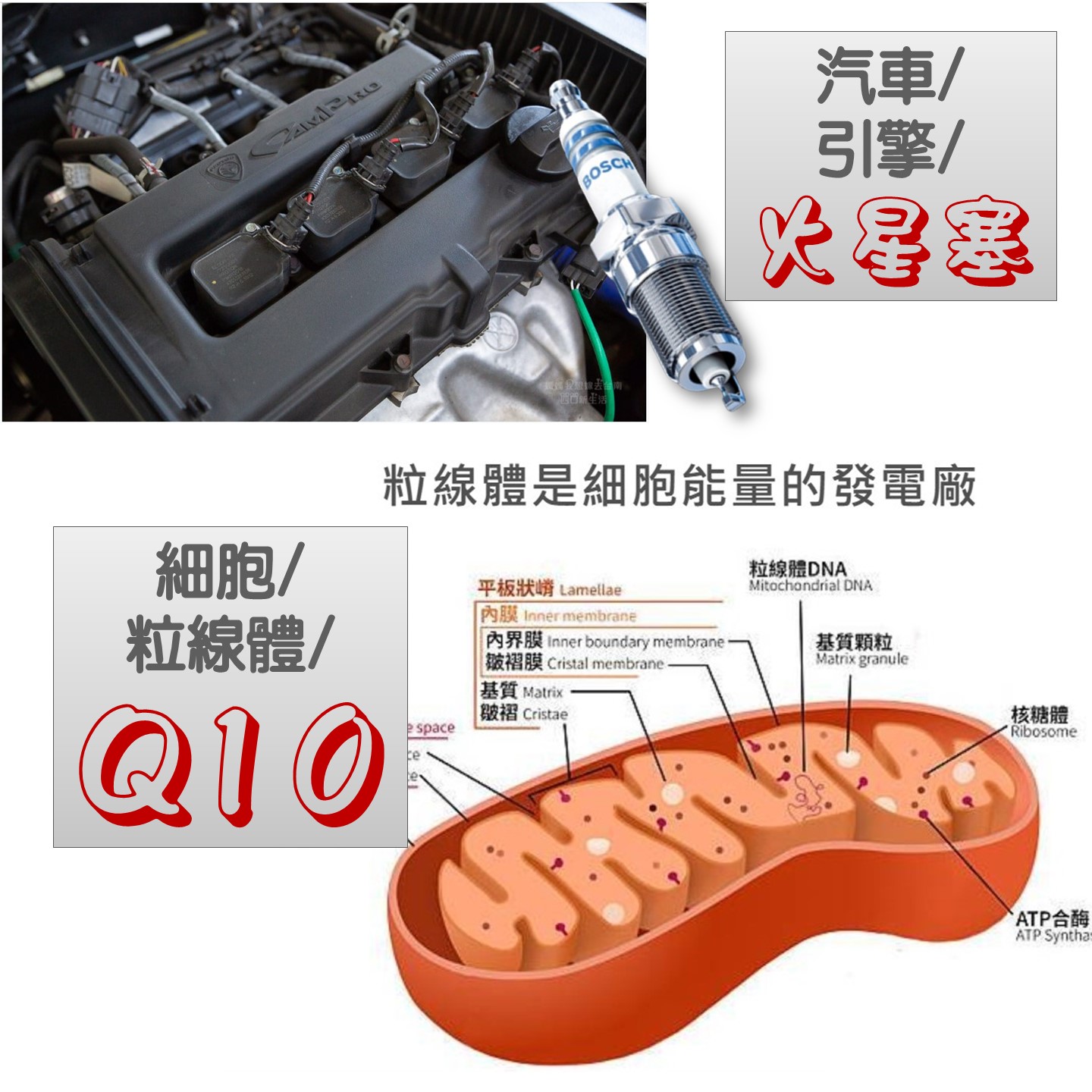 Q10簡介